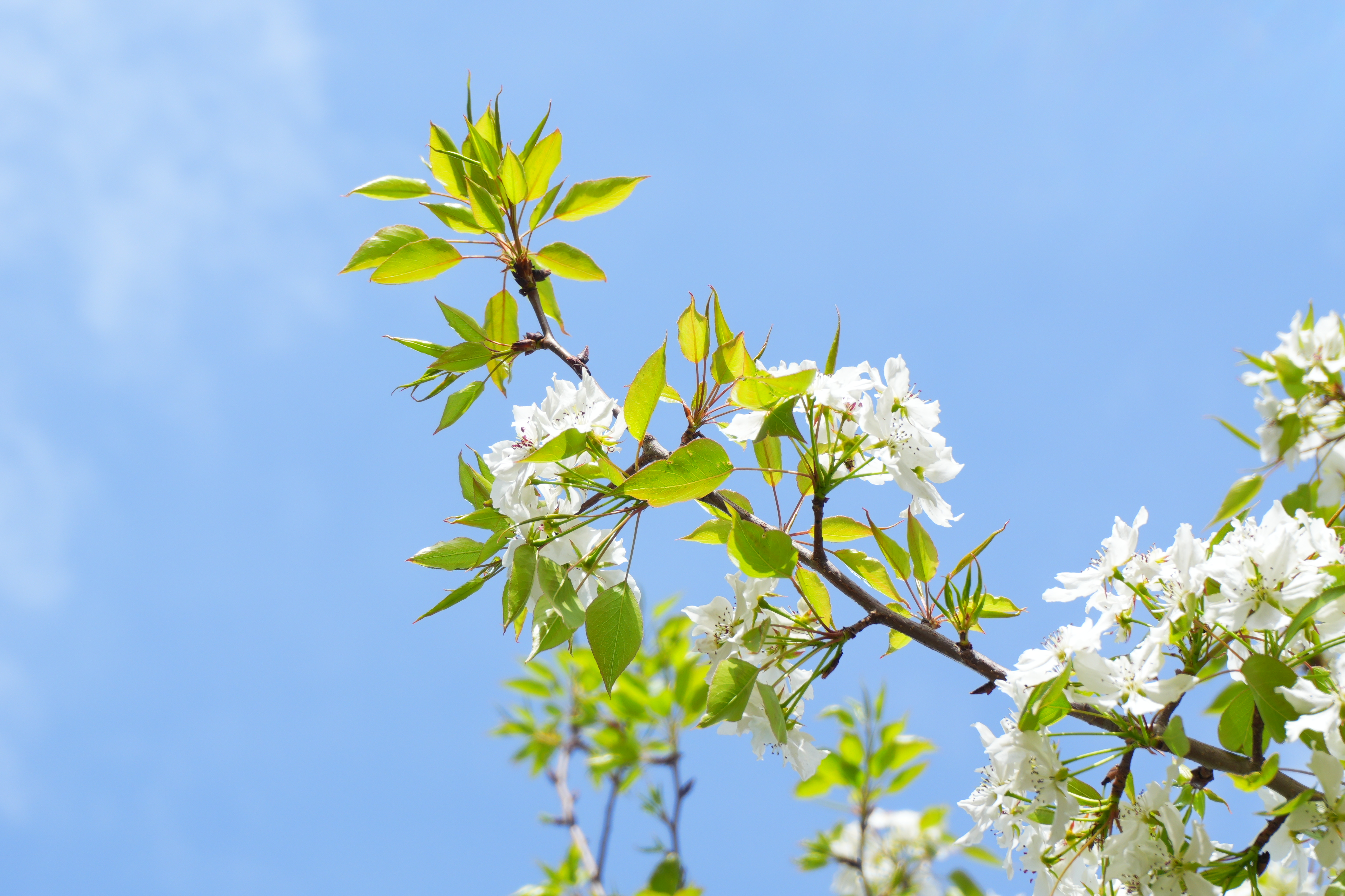 鲜花